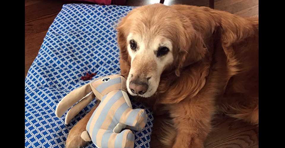 golden retriever adoption illinois golden retriever rescue mission golden retriever adoption illinois golden retriever rescue mission