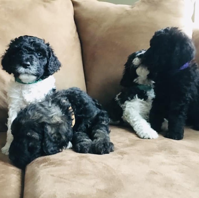 doodle rescues near me