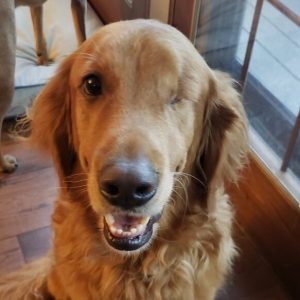 golden retriever rescue me