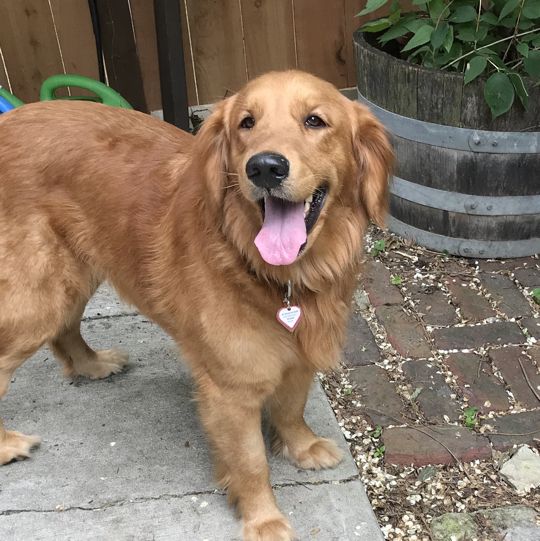 Golden Retriever Rescue Atlanta Golden Retriever Rescue Atlanta