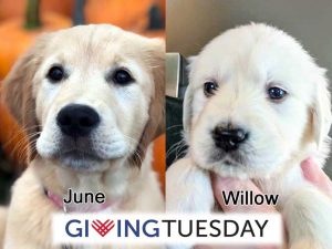 #GivingTuesday for June and Willow