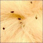 Fleas