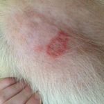 Allergy in golden retreiver
