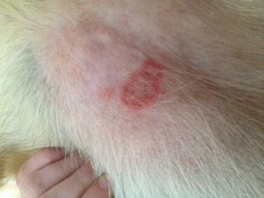 dog allergy skin rash