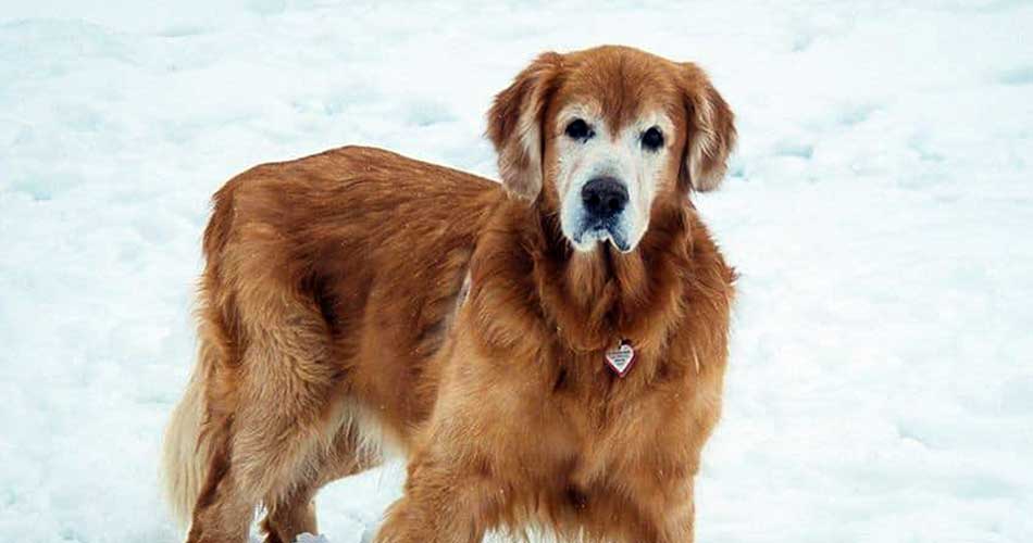 As Good As Gold Golden Retriever Rescue Of Illinois