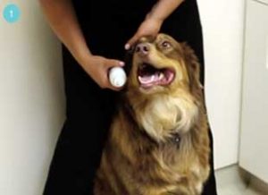how-to-clean-a-dog-ear-step-1