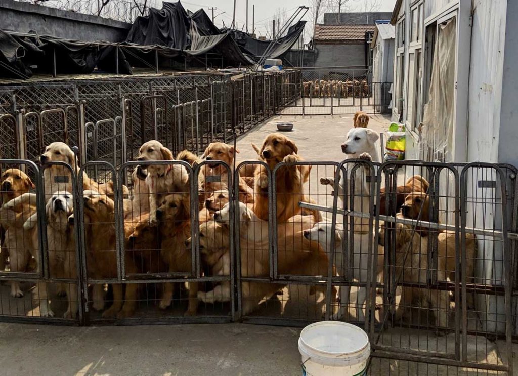 Paws Across The Ocean China Dog Rescue Mission As Good As Gold 