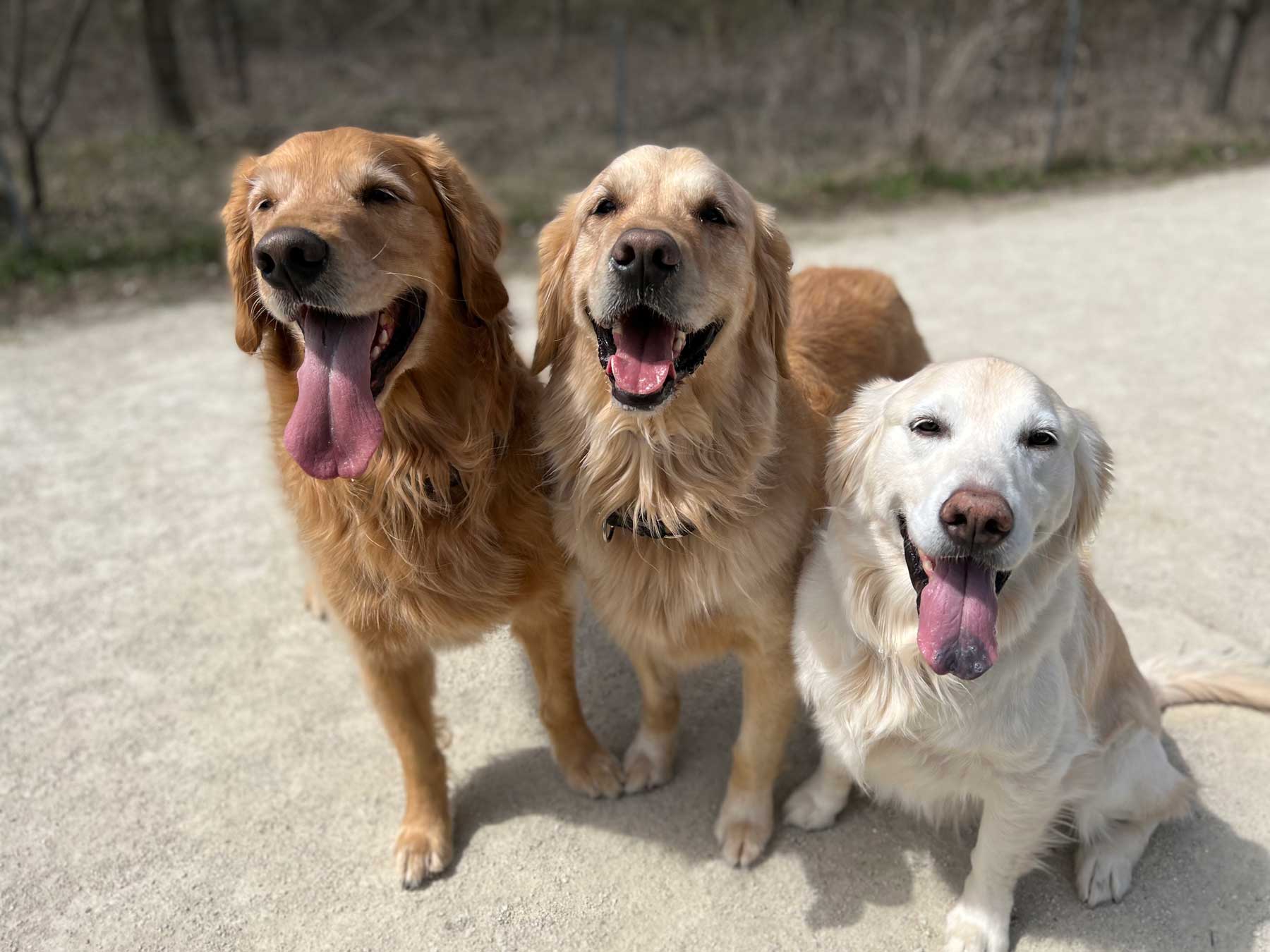 AGaG 2023 Rescue Calendar Preview and Pre-Order - As Good As Gold - Golden  Retriever Rescue of Illinois