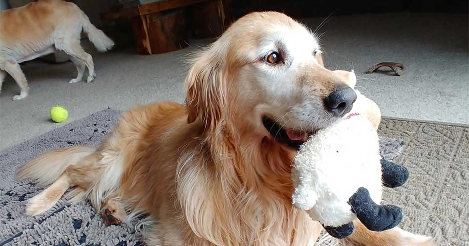 Golden Retriever Rescue of Illinois