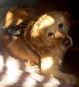 Sophie in harness
