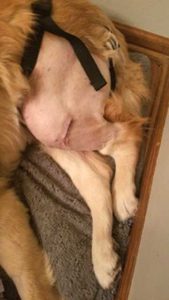 Sophie's incision