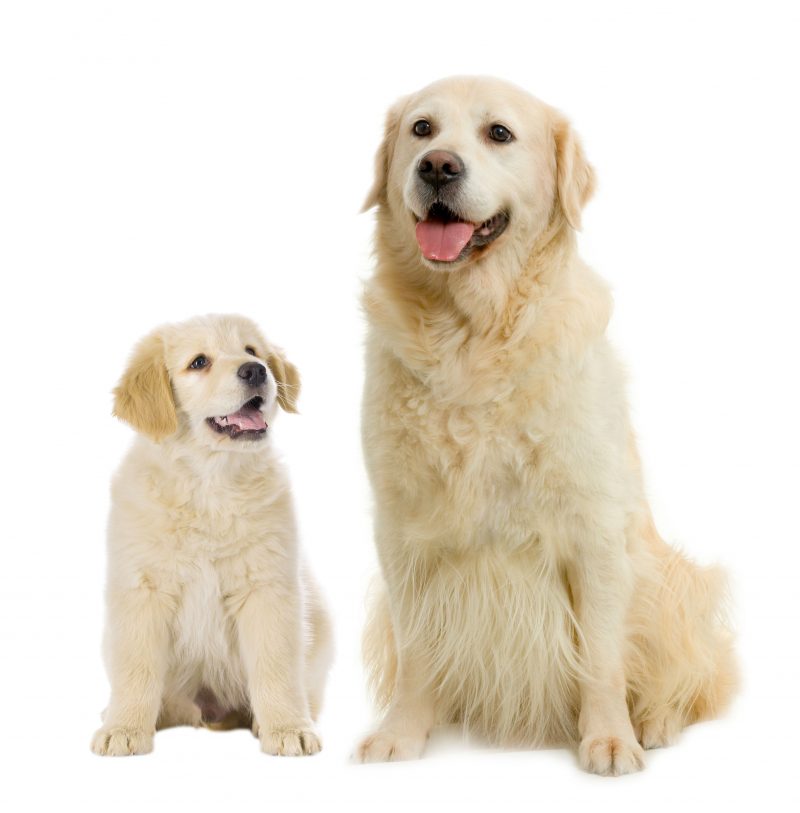 Adopt a Golden Retriever from As Good as Gold