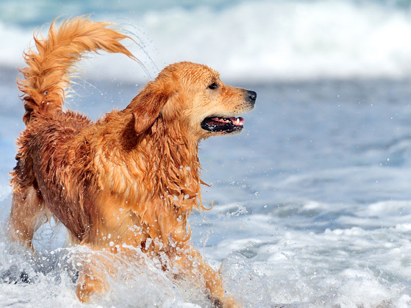 Dog-Beach