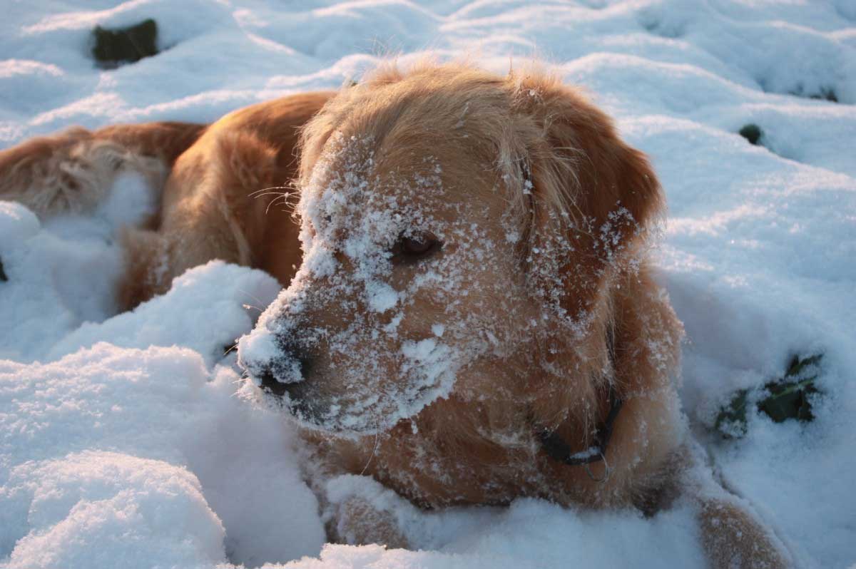 how cold can golden retrievers handle