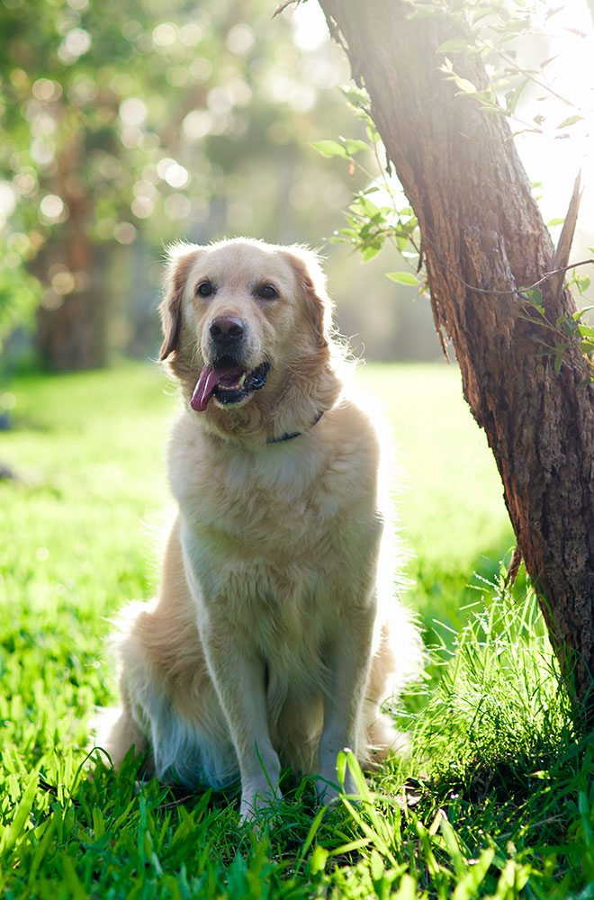 Golden-Retriever-Rescue-Picnic