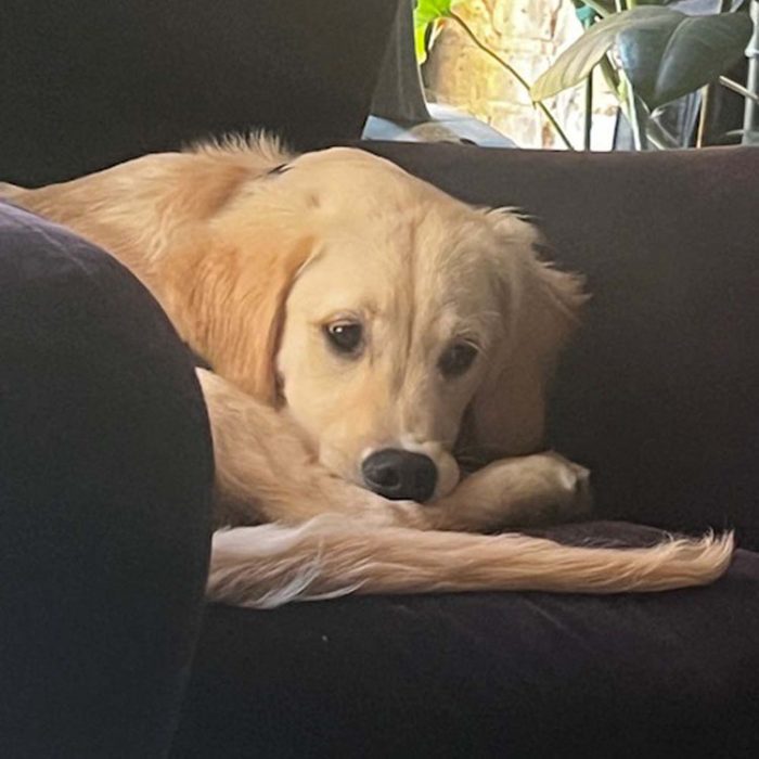 Contestant 24-05: Rufus
