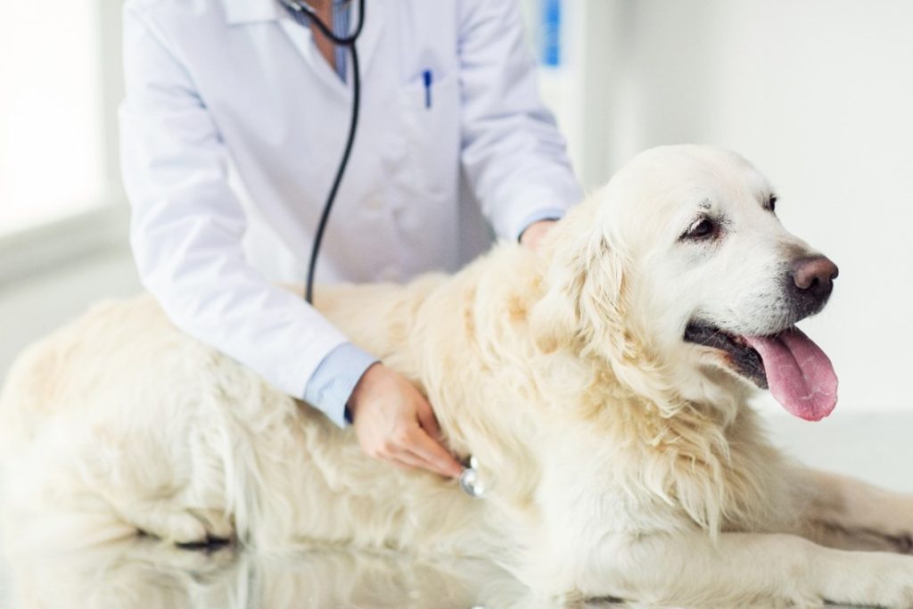 obesity in dogs