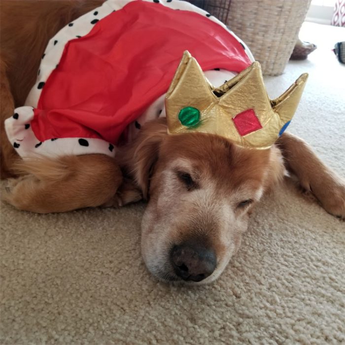 Contestant 24-14: Comet