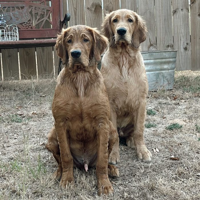 Contestant 24-54: Goose and Hank
