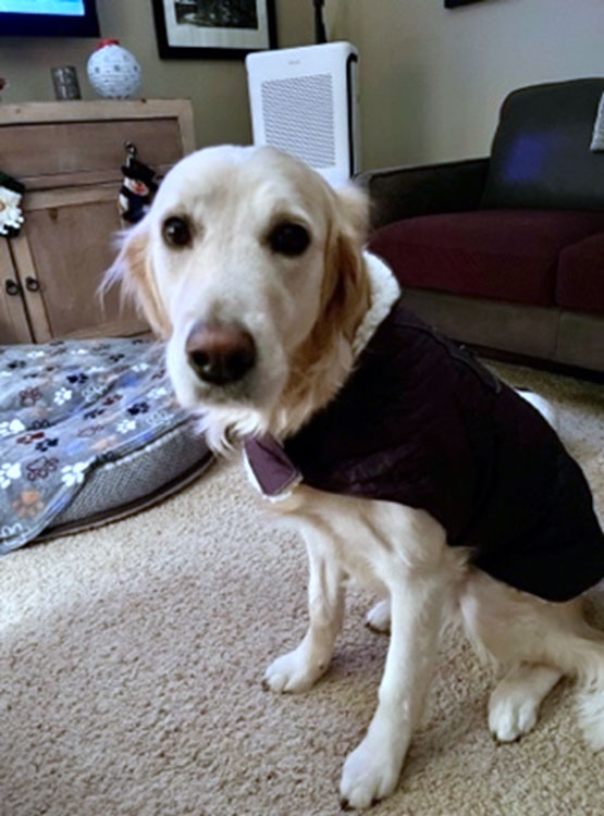 Anxious and Fearful Dogs