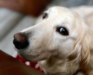 Anxious and Fearful Dogs