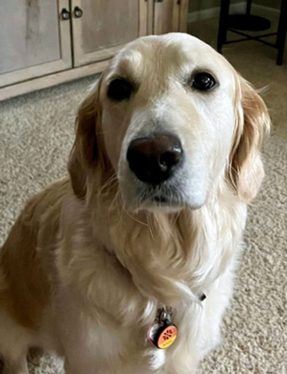 Anxious and Fearful Dogs