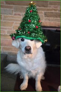 Holiday Safety for Pets 