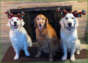 Holiday Safety for Pets