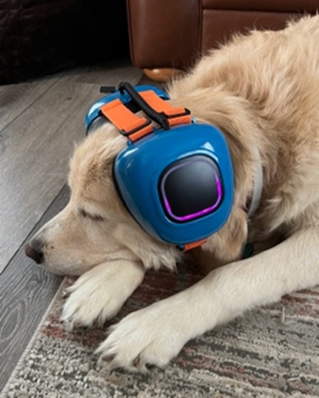 Headphones on a dog
