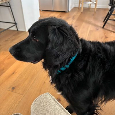 Bernie