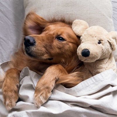 Helping Pets Cope with Fireworks Anxiety