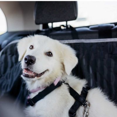dog traveling in a car