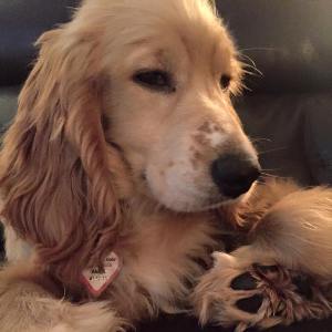 Cocker Spaniel Rescue Dogs for Adoption near Anna, Illinois - PetCurious