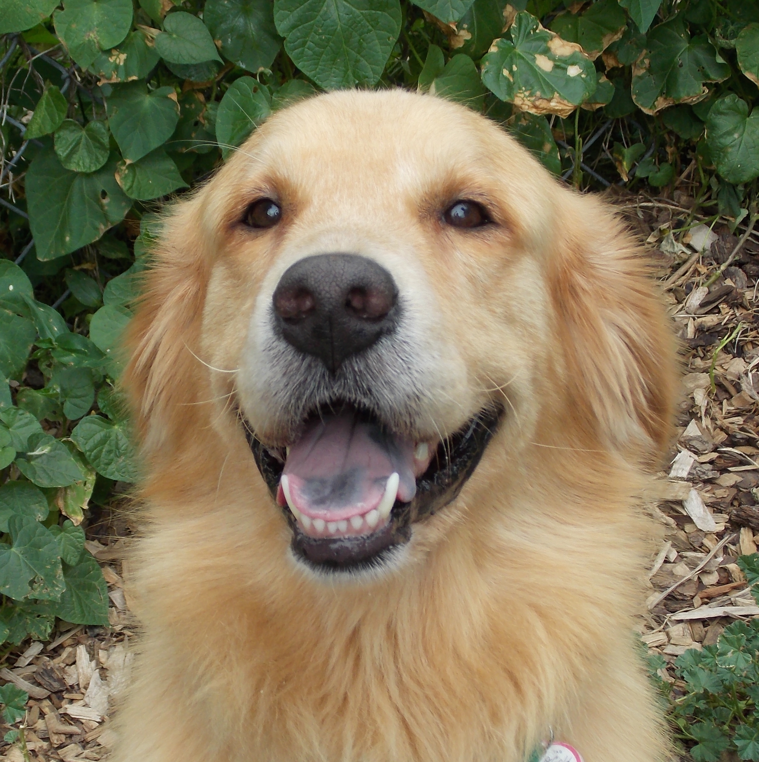 golden retriever rescue bc as as gold golden retriever rescue of golden retriever rescue bc as as gold golden retriever rescue of