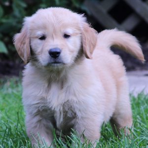 As Good As Gold - Golden Retriever Rescue of IllinoisDarby ...