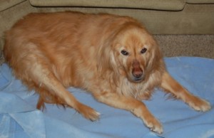 Ginger - Before 1
