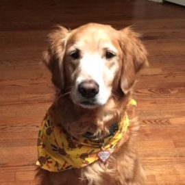 golden retriever adoption illinois rescue a golden retriever illinois photo golden retriever adoption illinois rescue a golden retriever illinois photo