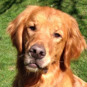 Luke - Golden Retriever for adoption through As Good as Gold