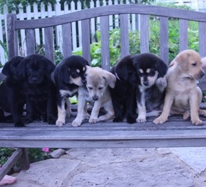Puppies Square 1