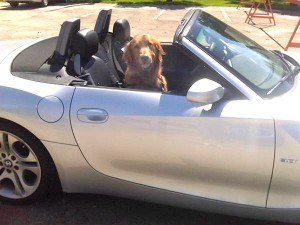Quinn in Car adj