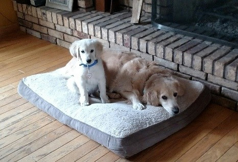 Foster Homes Needed