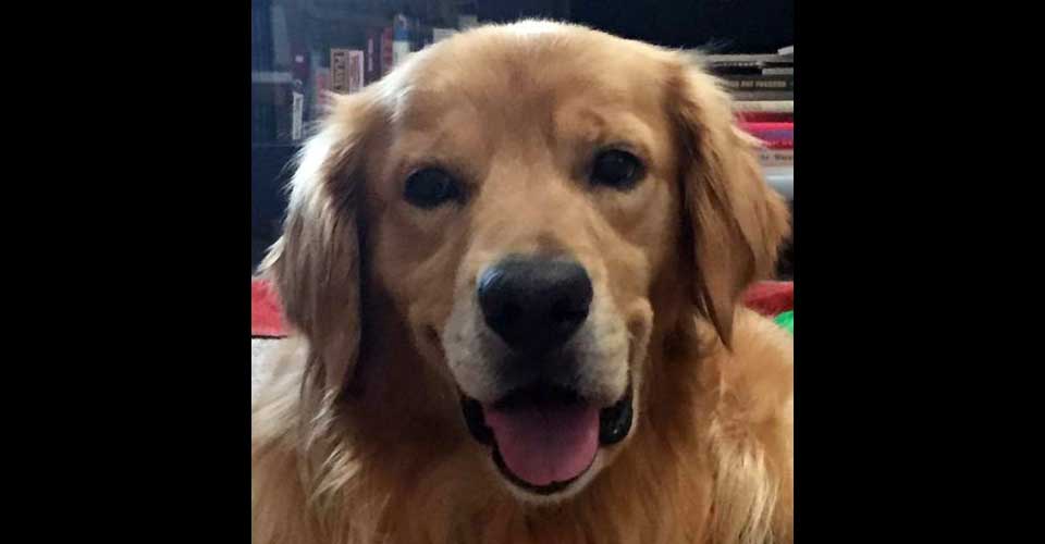 golden retriever breeder illinois golden retriever breeders near joliet il photo golden retriever breeder illinois golden retriever breeders near joliet il photo
