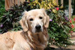 bentley rainbow bridge