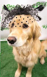 day_at_the_races_dog