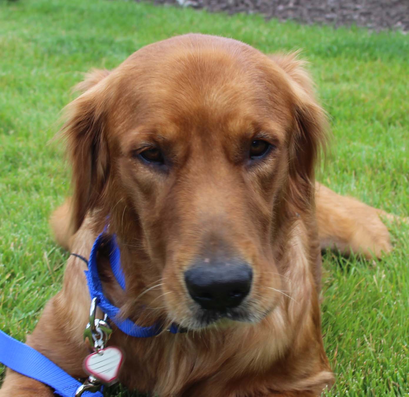 Mars - As Good As Gold - Golden Retriever Rescue of Illinois Mars - As Good As Gold - Golden Retriever Rescue of Illinois