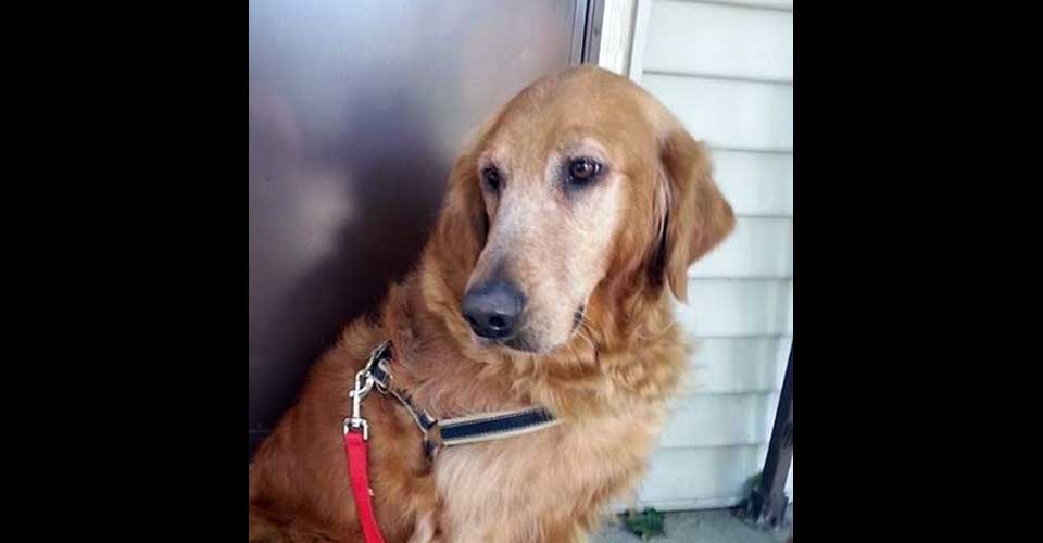 golden retriever breeder illinois golden retriever breeders near joliet il photo golden retriever breeder illinois golden retriever breeders near joliet il photo