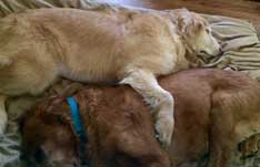 simba-update-05