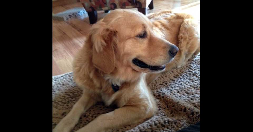 golden retriever rescue of illinois as as gold golden retriever rescue of illinois golden retriever rescue of illinois as as gold golden retriever rescue of illinois