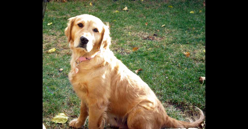 as gold golden retriever rescue as as gold golden retriever rescue of illinois as gold golden retriever rescue as as gold golden retriever rescue of illinois